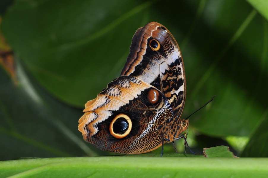 The Yellow-edged Giant Owl (Caligo atreus) (8507817014)