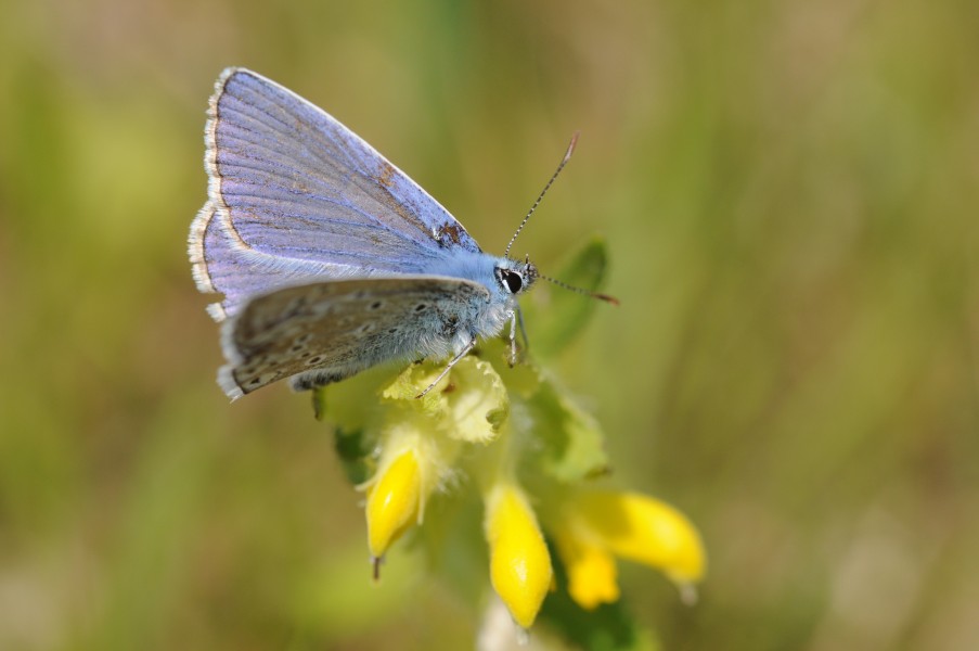 Thomas Bresson - Lycaenidae (by)