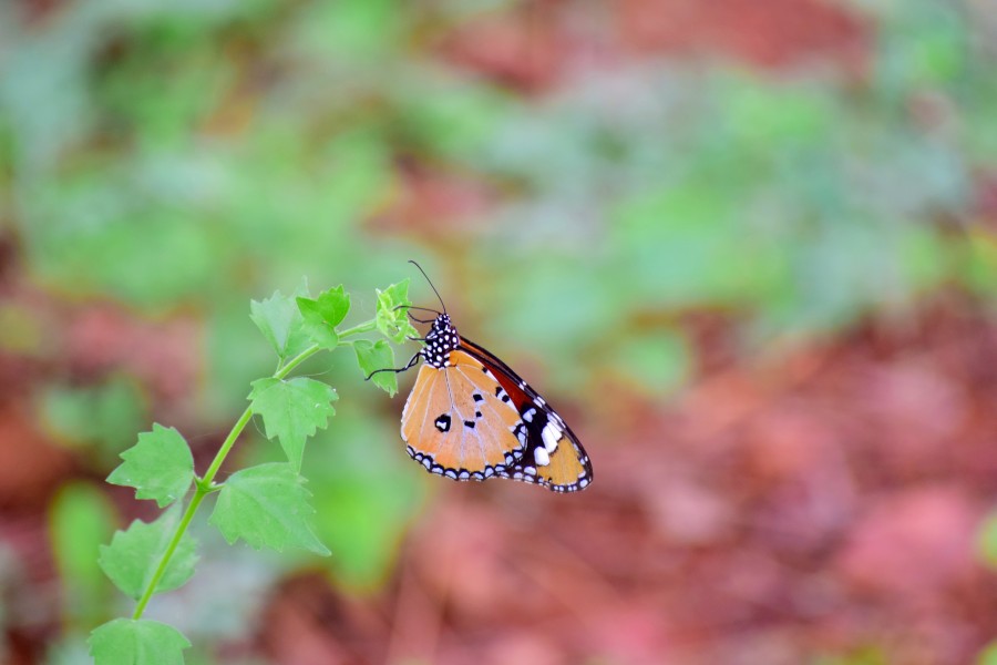 TIGER BUTTERFLY