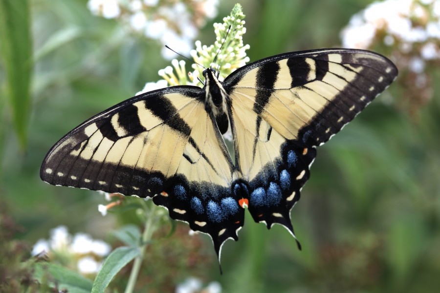 Tiger Swallowtail (19943502114)
