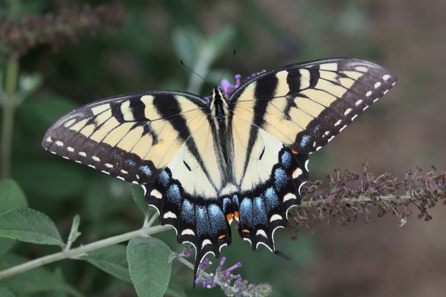 Tiger Swallowtail (20193659253)