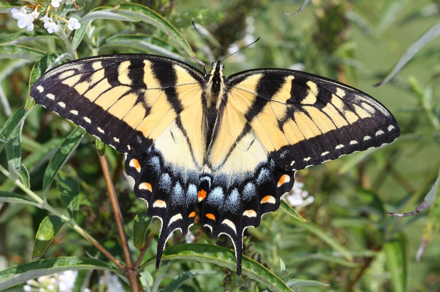 Tiger Swallowtail (21396586666)
