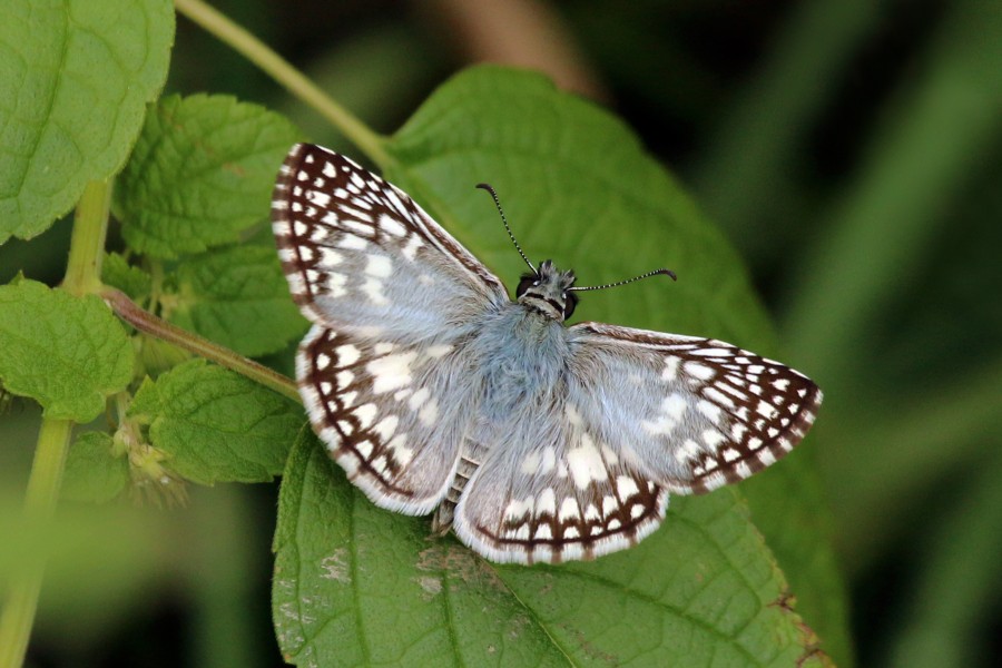 Tropical checkered skipper (Pyrgus oileus) male