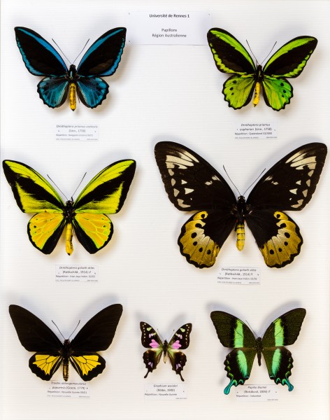 Université de Rennes 1, collection Charles Oberthür, papillons, région australienne