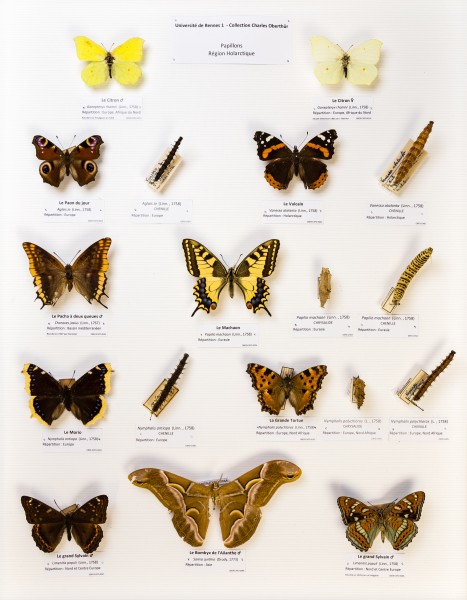 Université de Rennes 1, collection Charles Oberthür, papillons, région holarctique