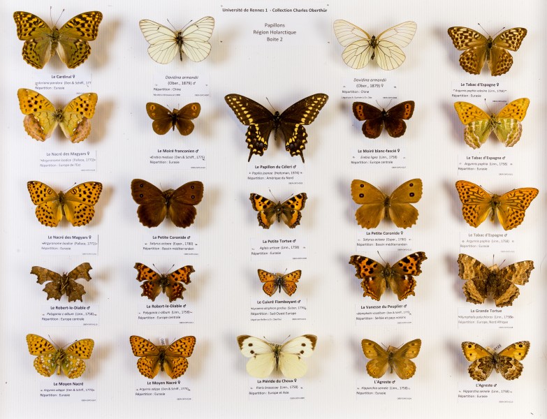 Université de Rennes 1, collection Charles Oberthür, papillons, région holarctique, boîte 2