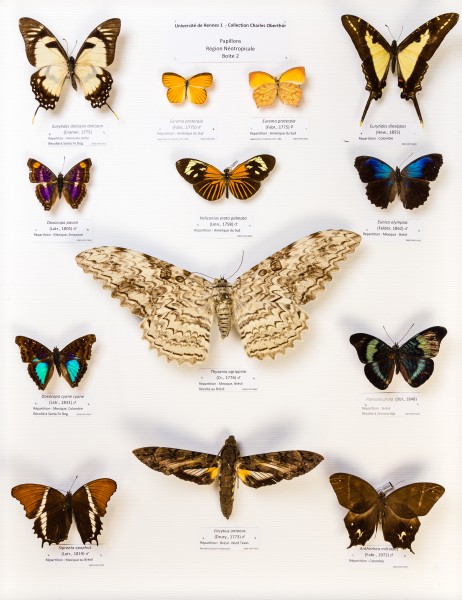 Université de Rennes 1, collection Charles Oberthür, papillons, région néotropicale, boîte 2