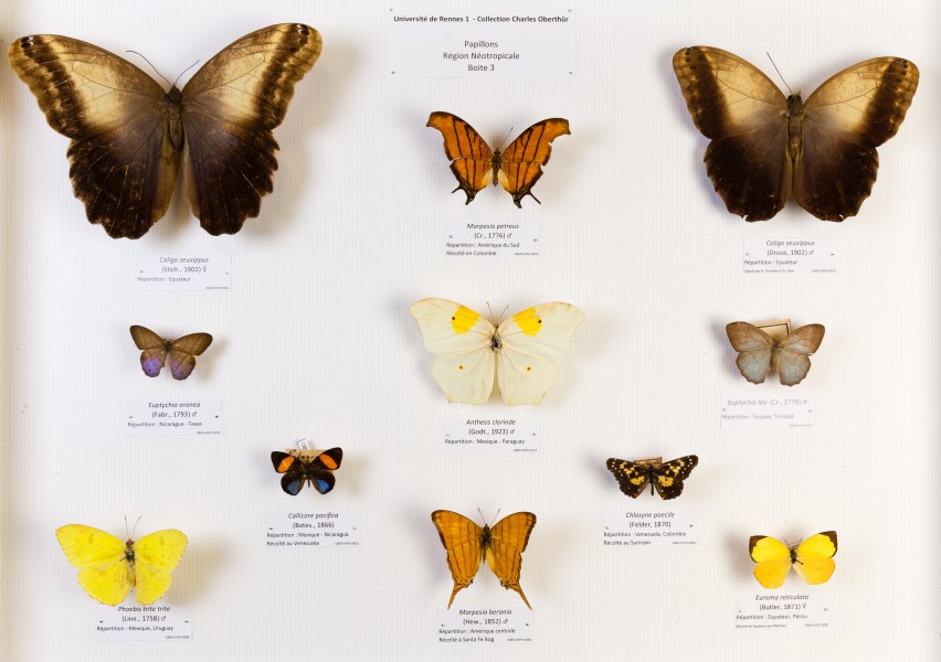 Université de Rennes 1, collection Charles Oberthür, papillons, région néotropicale, boîte 3