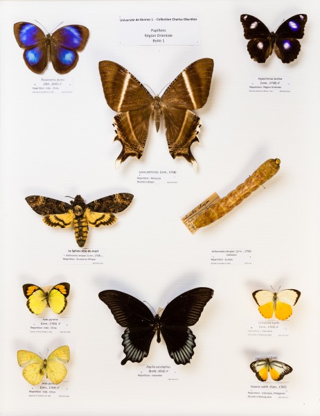 Université de Rennes 1, collection Charles Oberthür, papillons, région orientale, boîte 1
