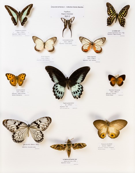 Université de Rennes 1, collection Charles Oberthür, papillons, région orientale, boîte 2