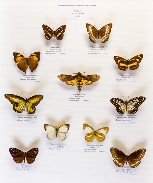 Université de Rennes 1, collection Charles Oberthür, papillons, région orientale, boîte 3