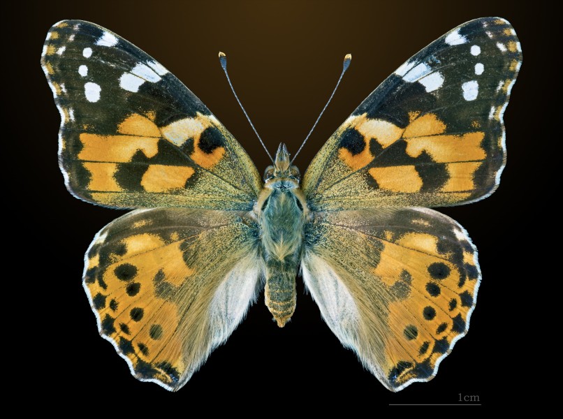 Vanessa cardui MHNT CUT 2013 3 14 Pontfaverger-Moronvilliers Dos