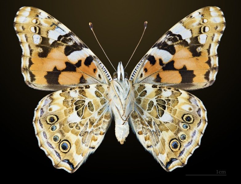 Vanessa cardui MHNT CUT 2013 3 14 Pontfaverger-Moronvilliers Ventre
