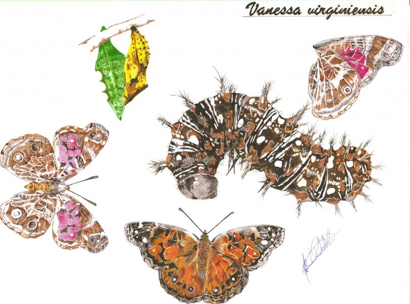 Vanessa virginiensis - José Antônio Ribeiro Neto