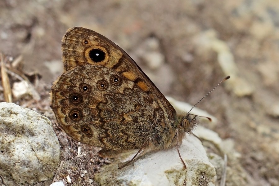 Wall butterfly (Lasiommata megera) male underside 2