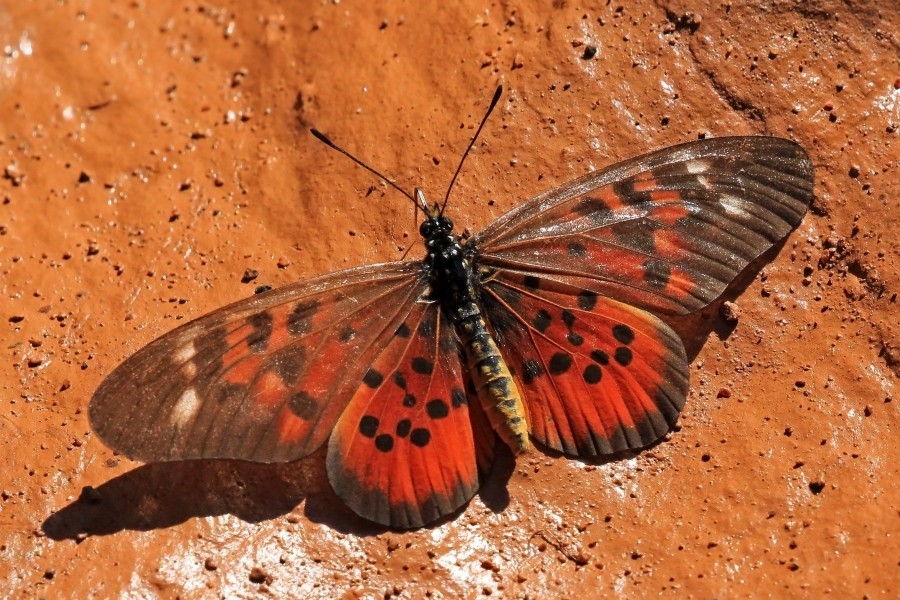 Ward's glorious acraea (Acraea pharsalus)