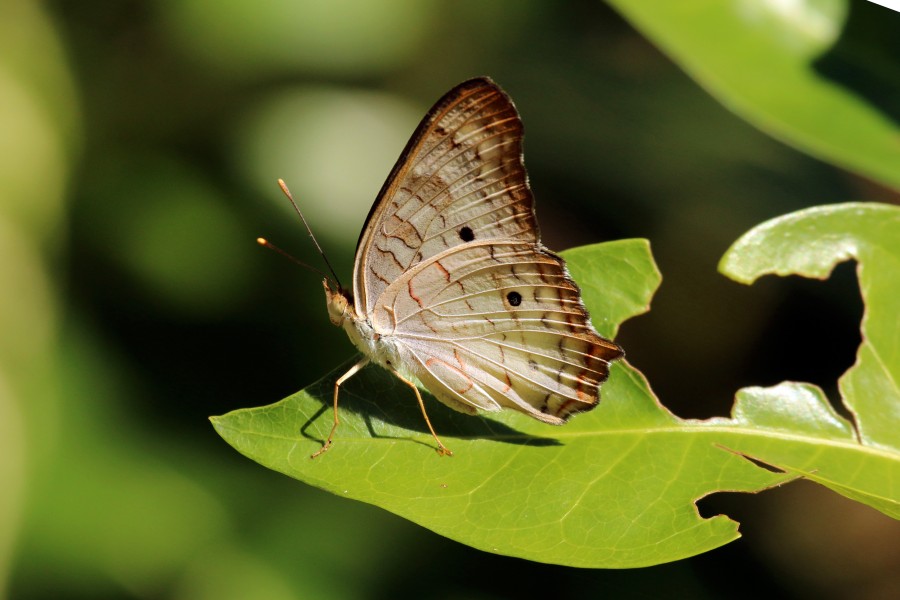White peacock (Anartia jatrophae jatrophae) underside