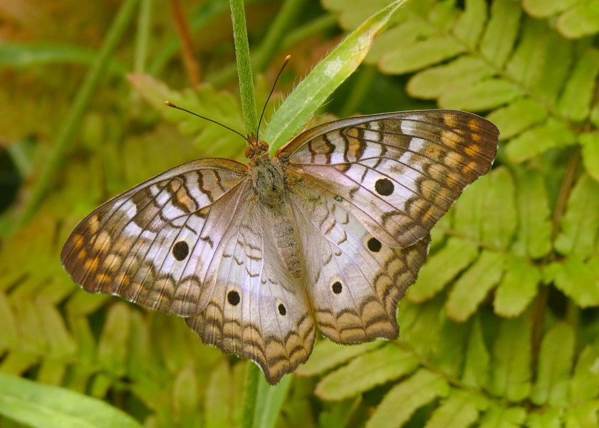 WhitePeacock