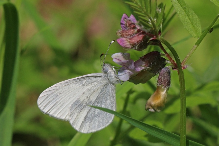 Wood white (Leptidea sinapis) female 2
