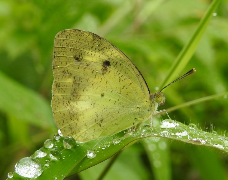 Yellow Orange Tip Ixias pyrene Female yellow form UN by Dr. Raju Kasambe DSCN3652 (35)