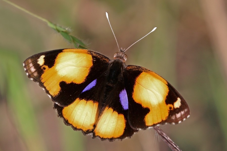 Yellow pansy (Junonia hierta cebrene) male