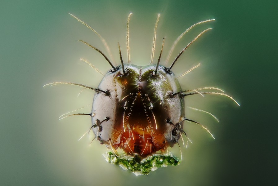 Young caterpillar portrait (4914641022)