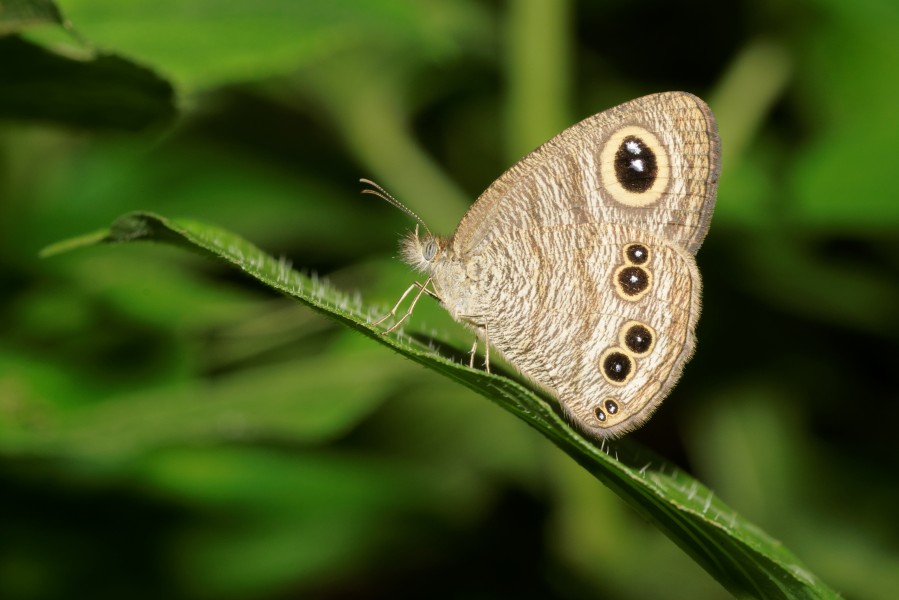 Ypthima baldus-Kadavoor-2016-08-08-001