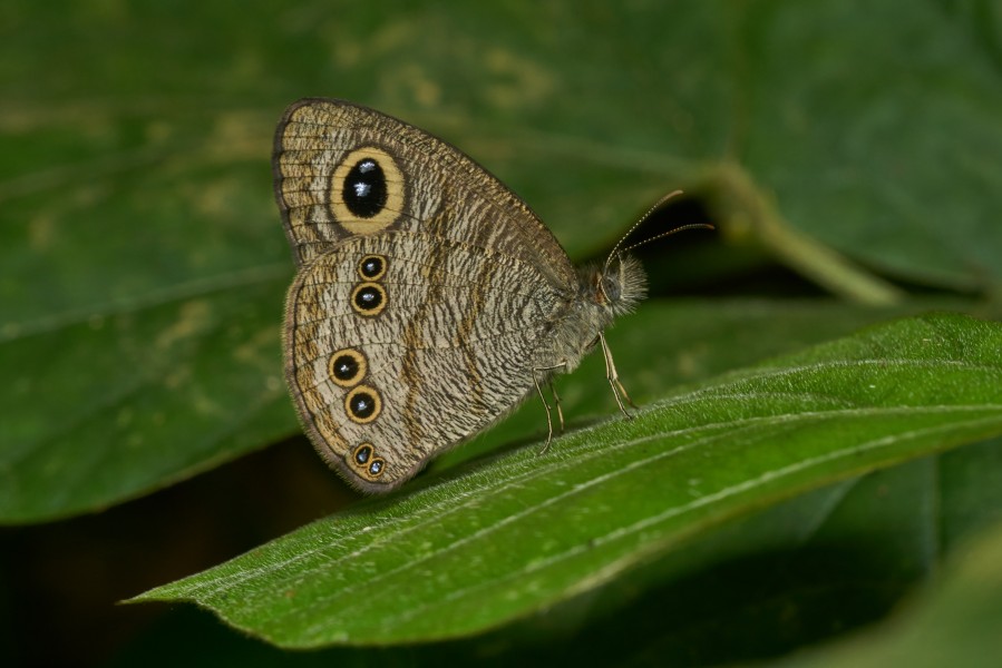 Ypthima baldus-Kadavoor-2016-11-27-001