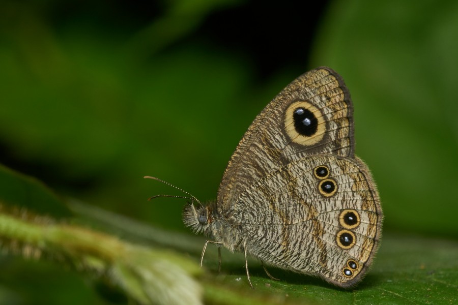 Ypthima baldus-Kadavoor-2016-11-27-002