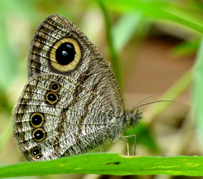 Ypthima baldus UN by Kadavoor
