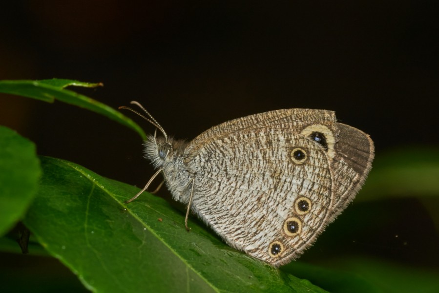 Ypthima huebneri-Thekkady-2016-12-02-001