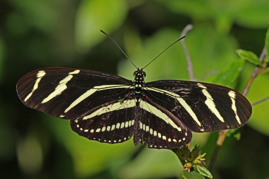 Zebra Longwing - Heliconius charithonia, Fairchild Tropical Gardens, Coral Gables, Florida