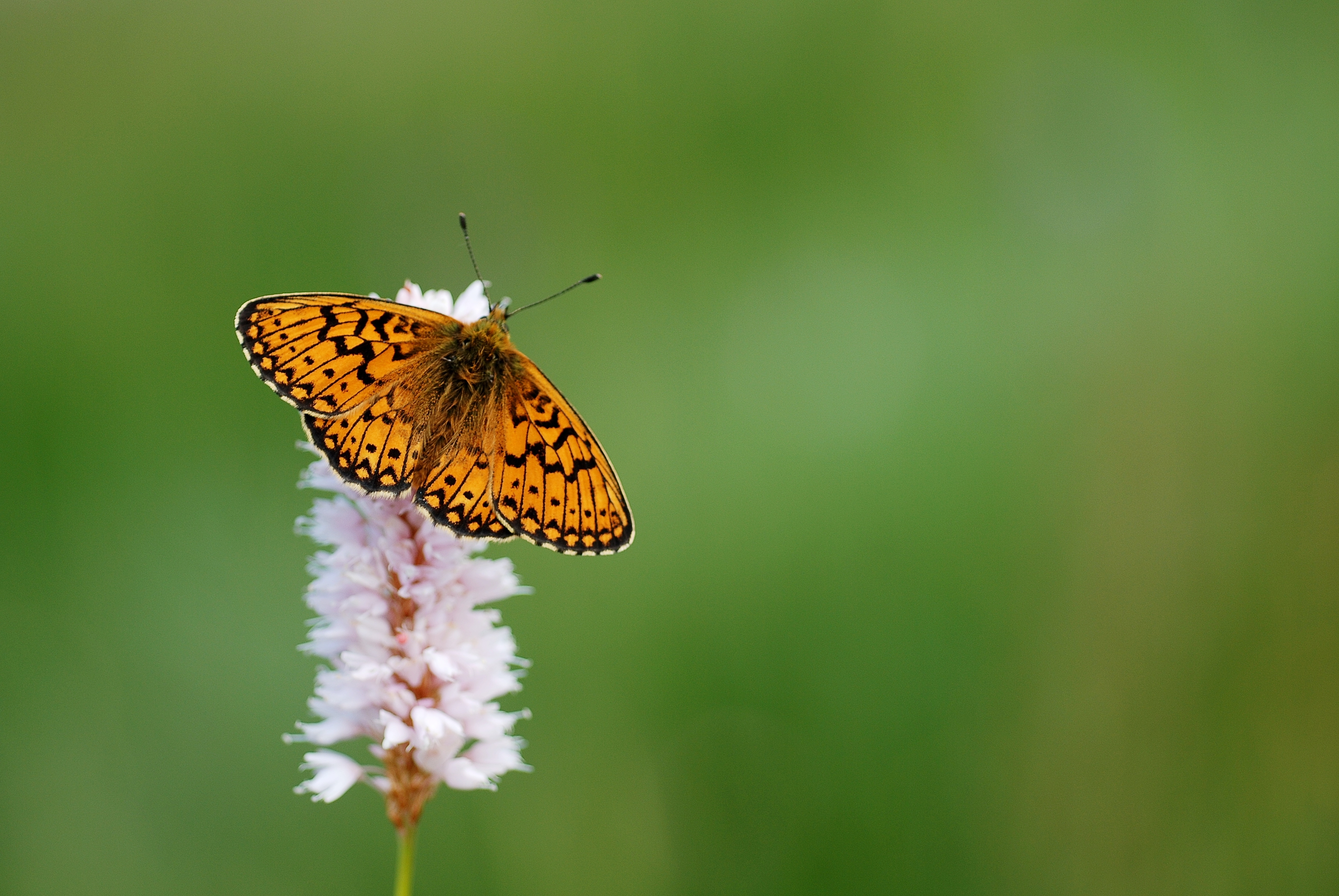 Proclossiana eunomia (3721666573)