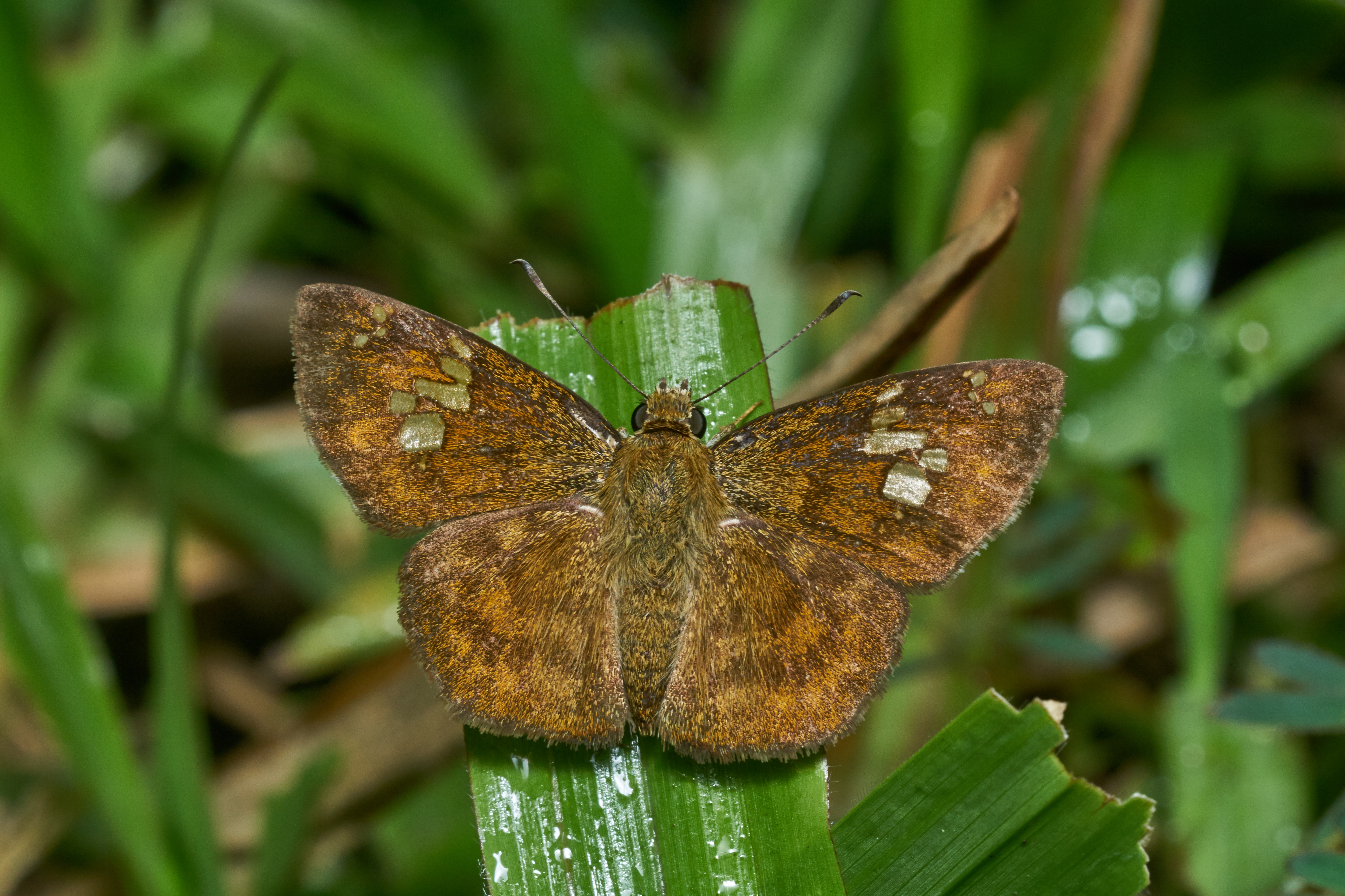 Pseudocoladenia dan-Thekkady-2016-12-03-001