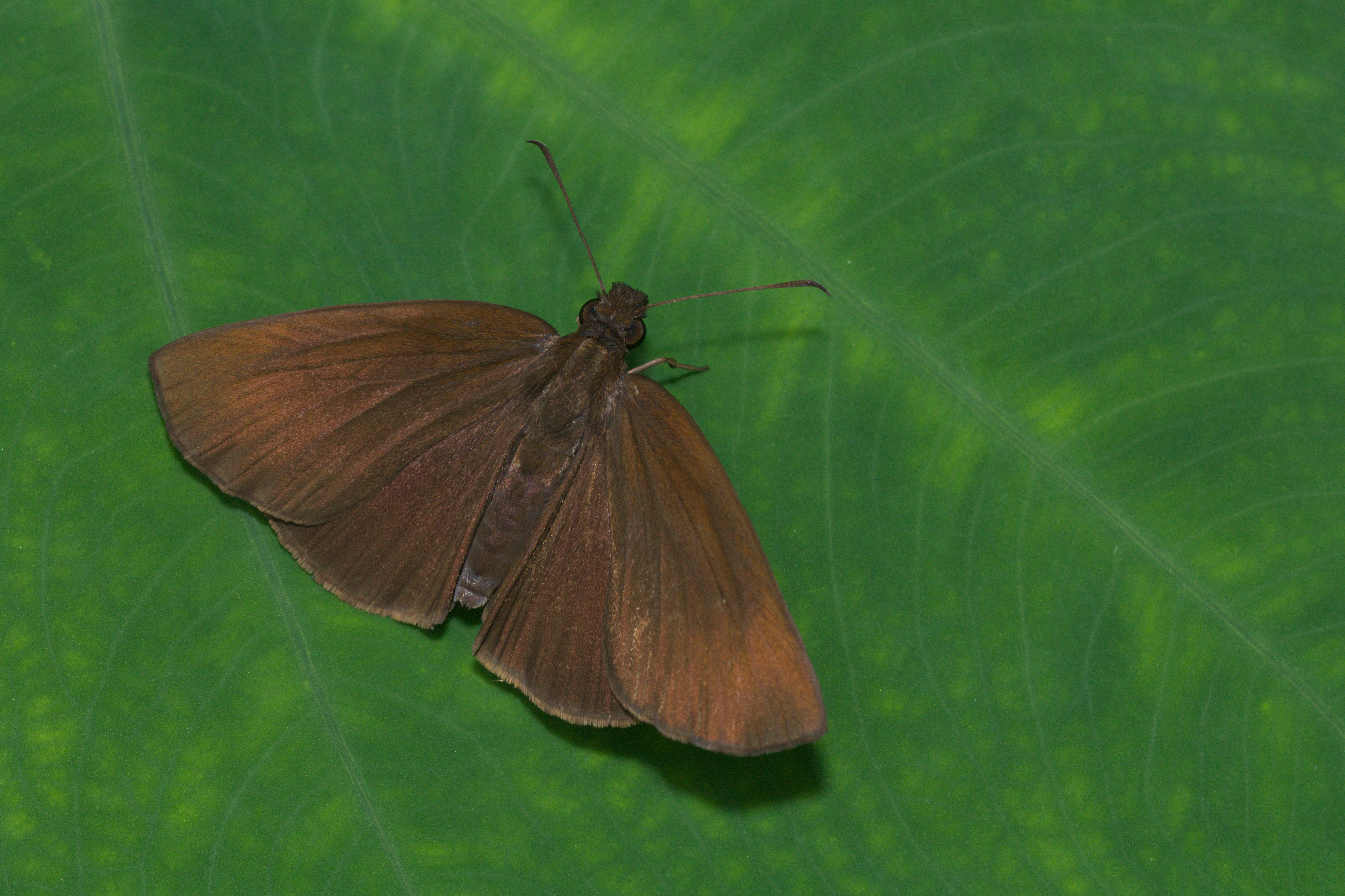 Psolos fuligo-Kadavoor-2016-06-17-002