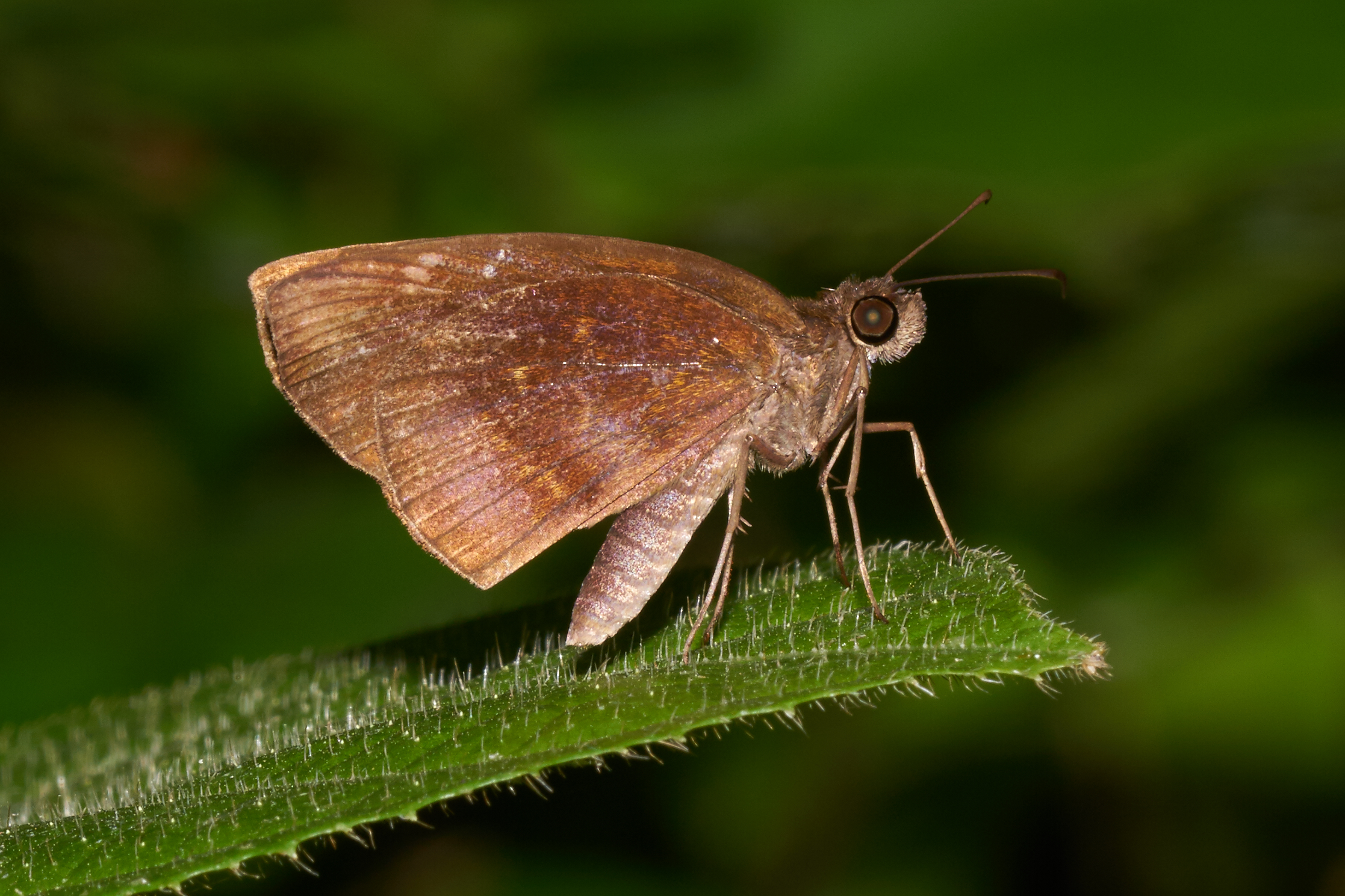 Psolos fuligo-Kadavoor-2016-10-18-001