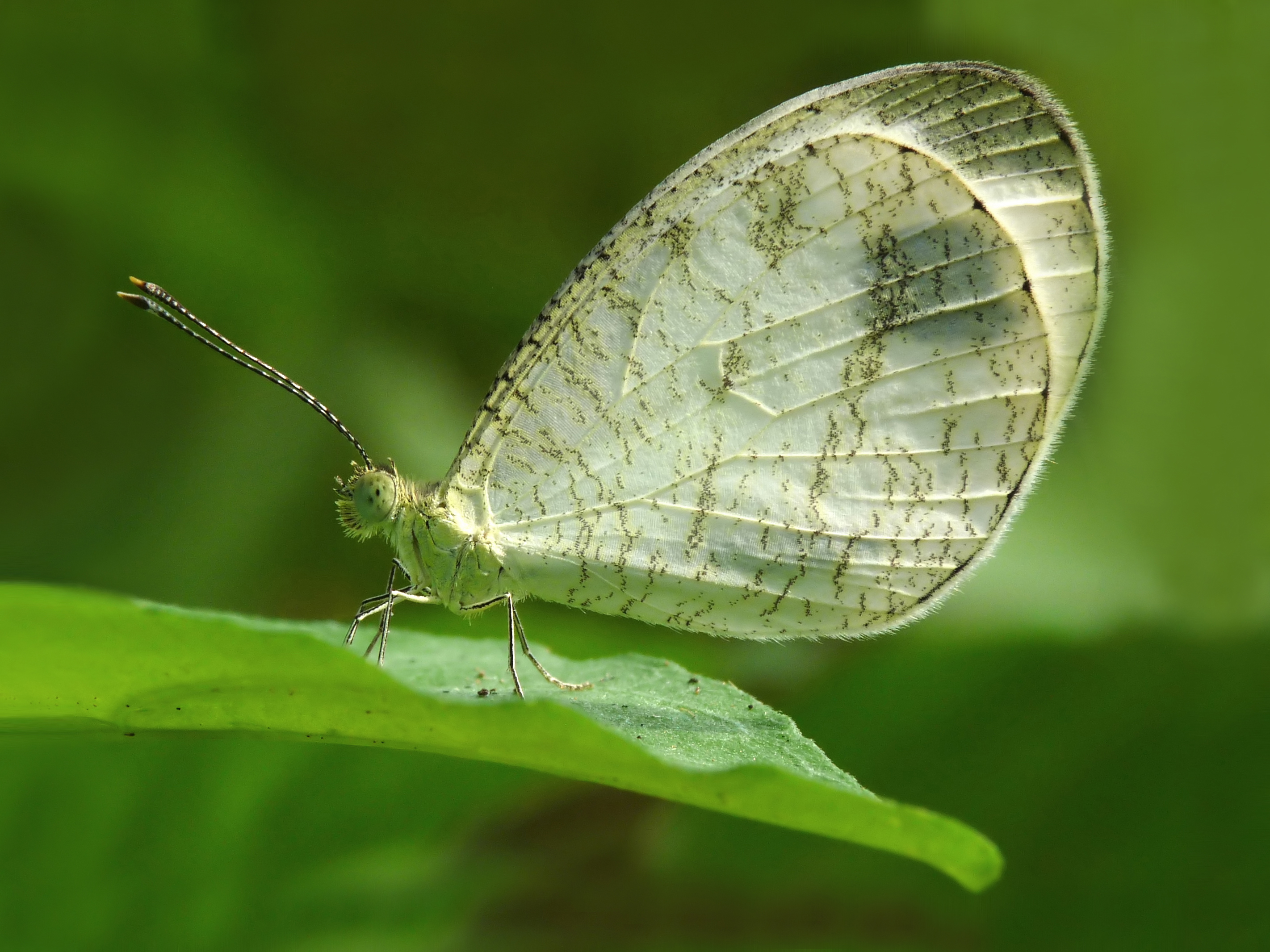 Psyche Leptosia nina by kadavoor