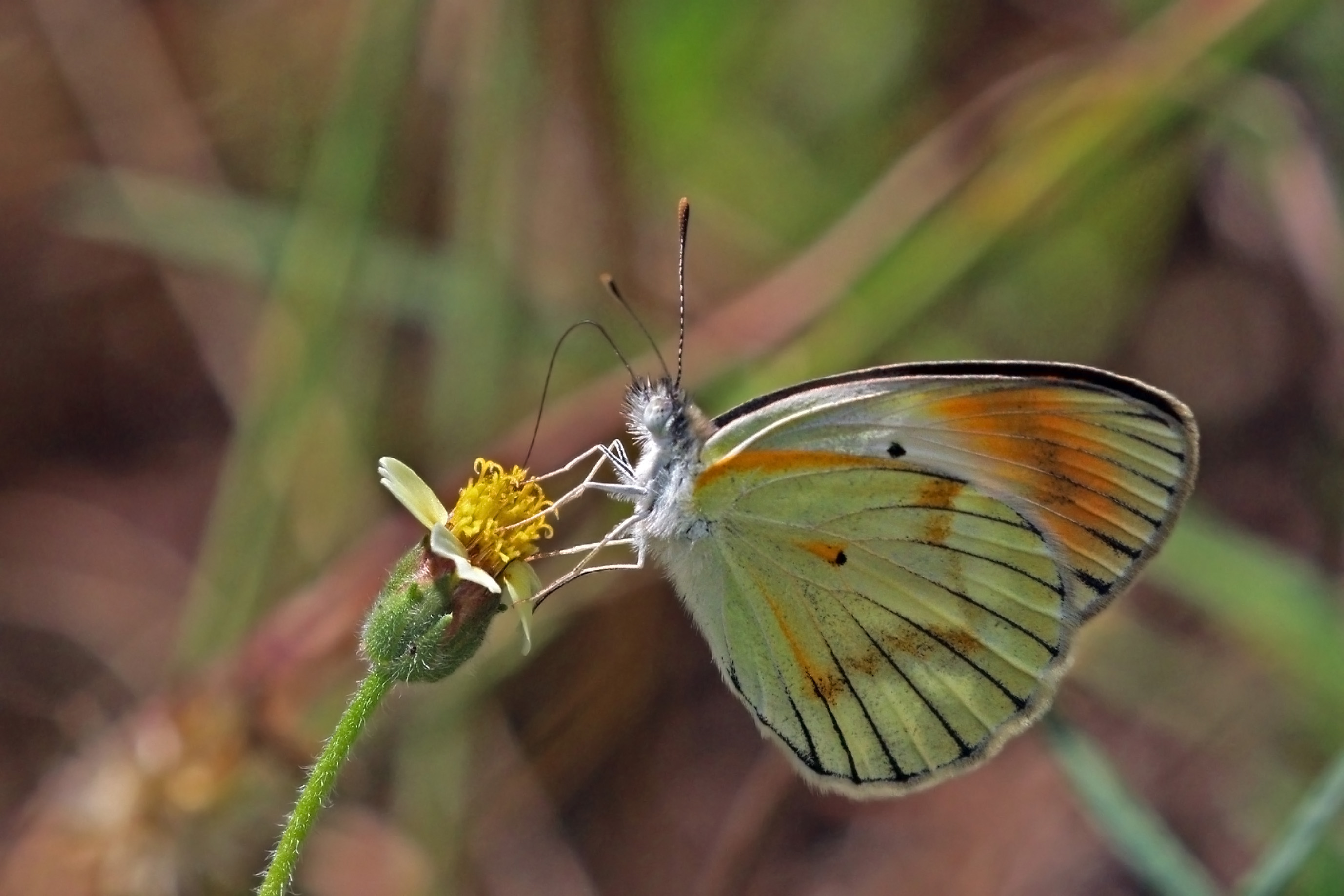Purple tip (Colotis ione) female underside