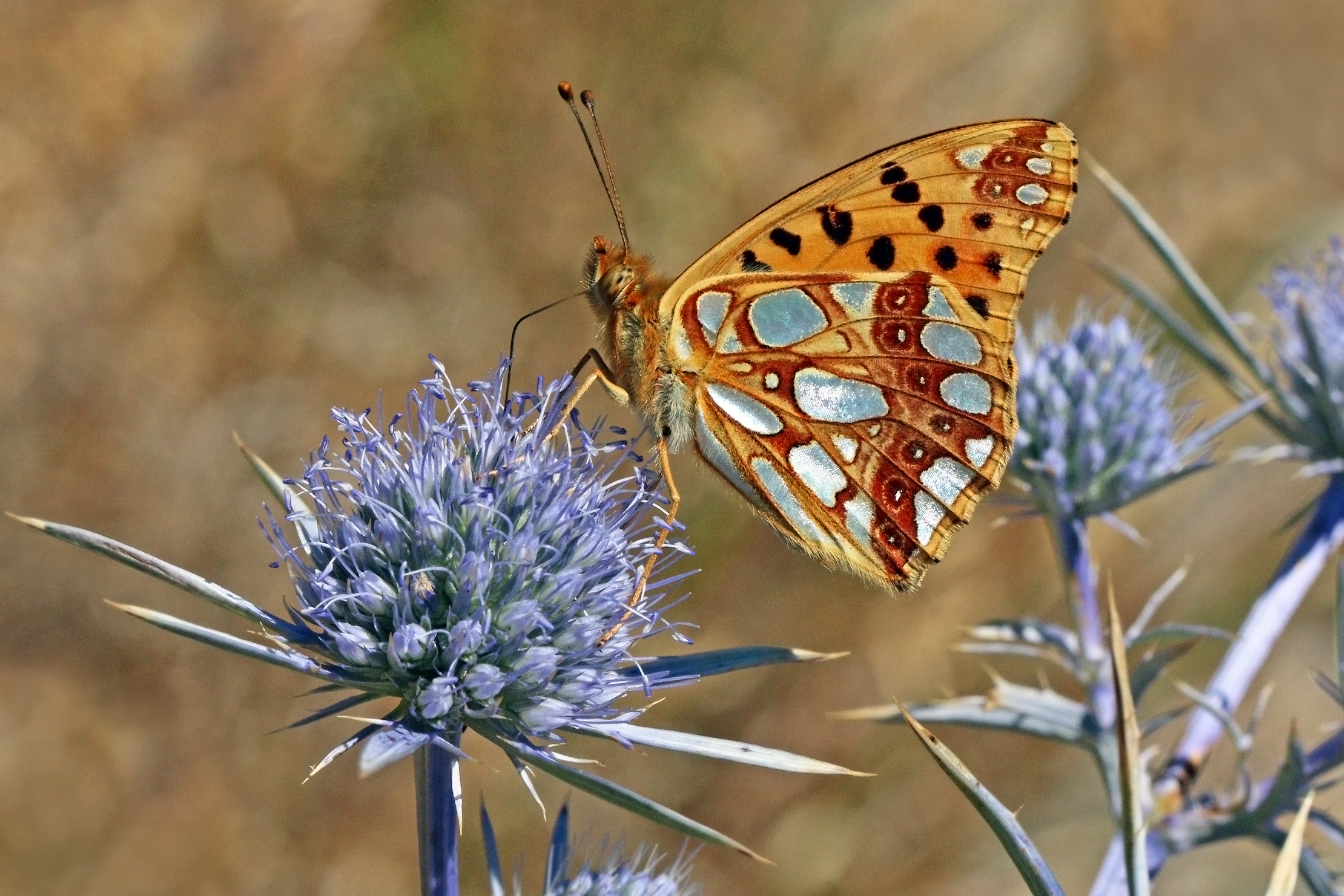 Queen of Spain fritillary (Issoria lathonia) underside Macedonia