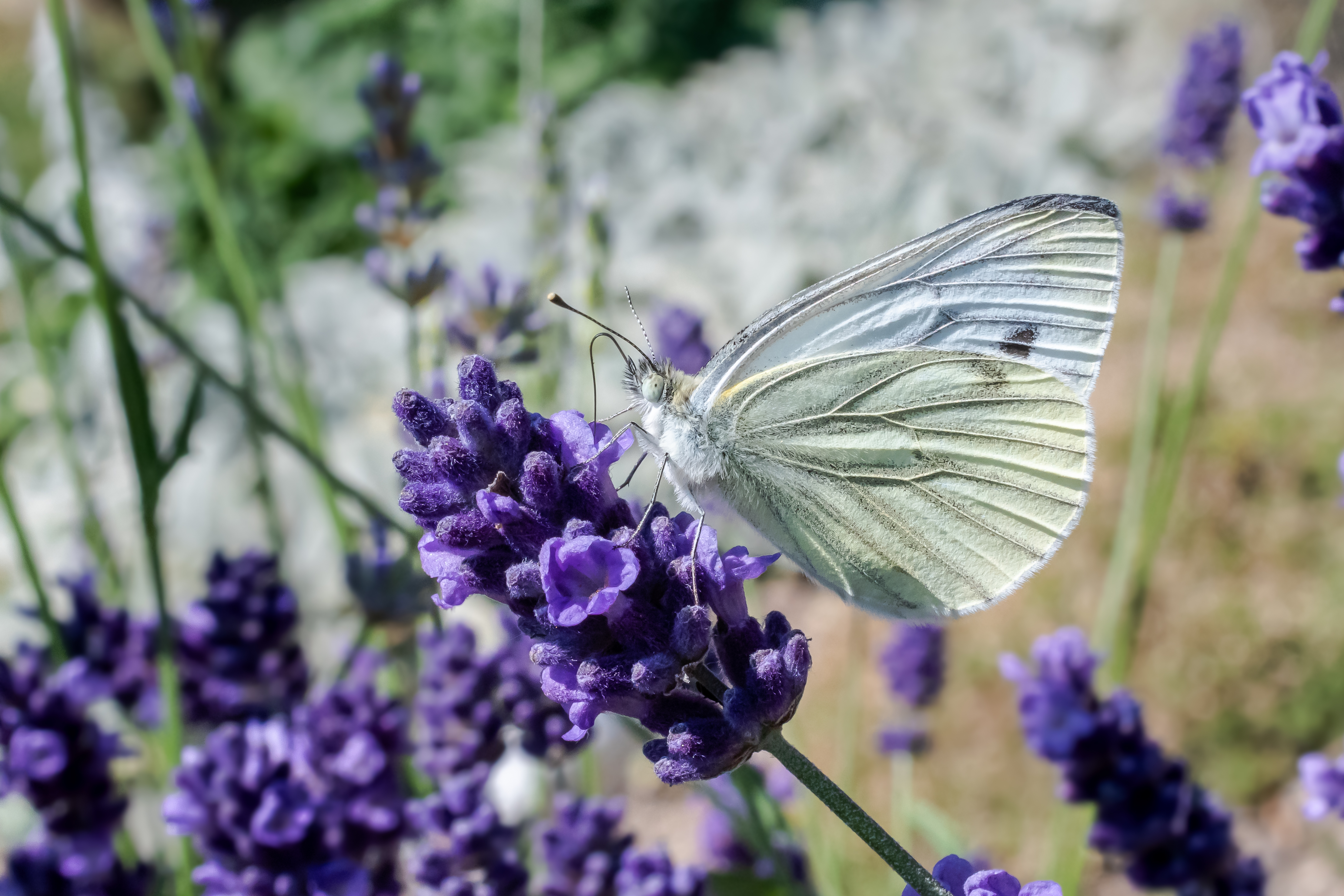 Rapsweißling Pieris napi-2952
