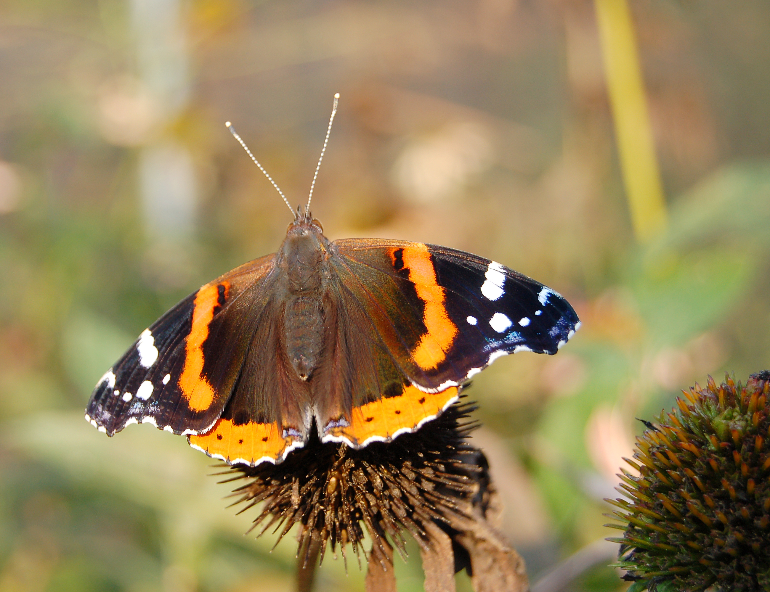 Red Admiral Vanessa atalanta 2600px