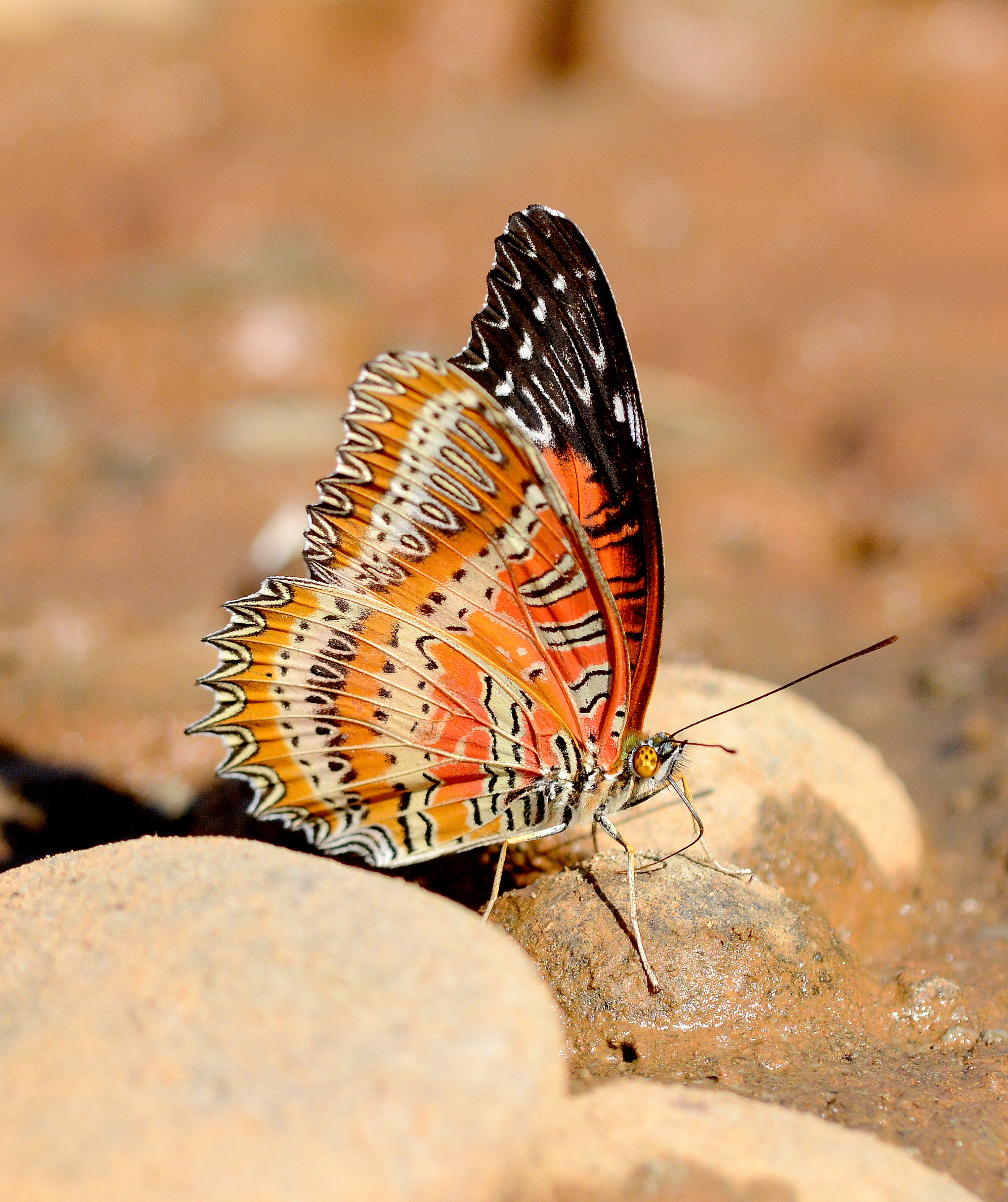 Red Lacewing Cethosia biblis UN Manipur by Dr Raju Kasambe DSC 7429 (1)