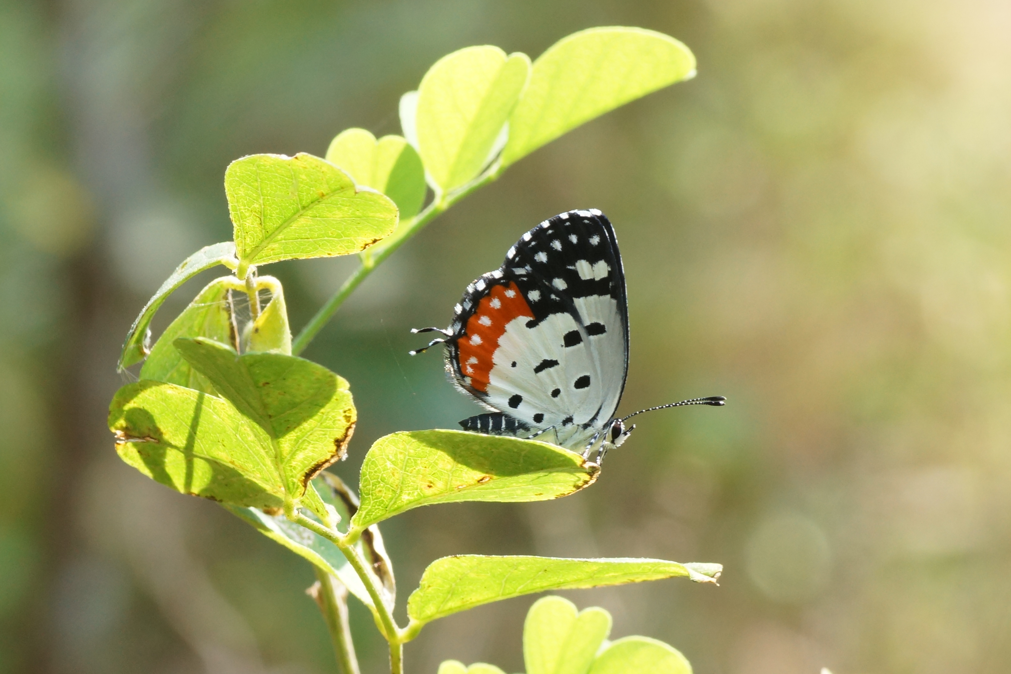 Red Pierrot 03377