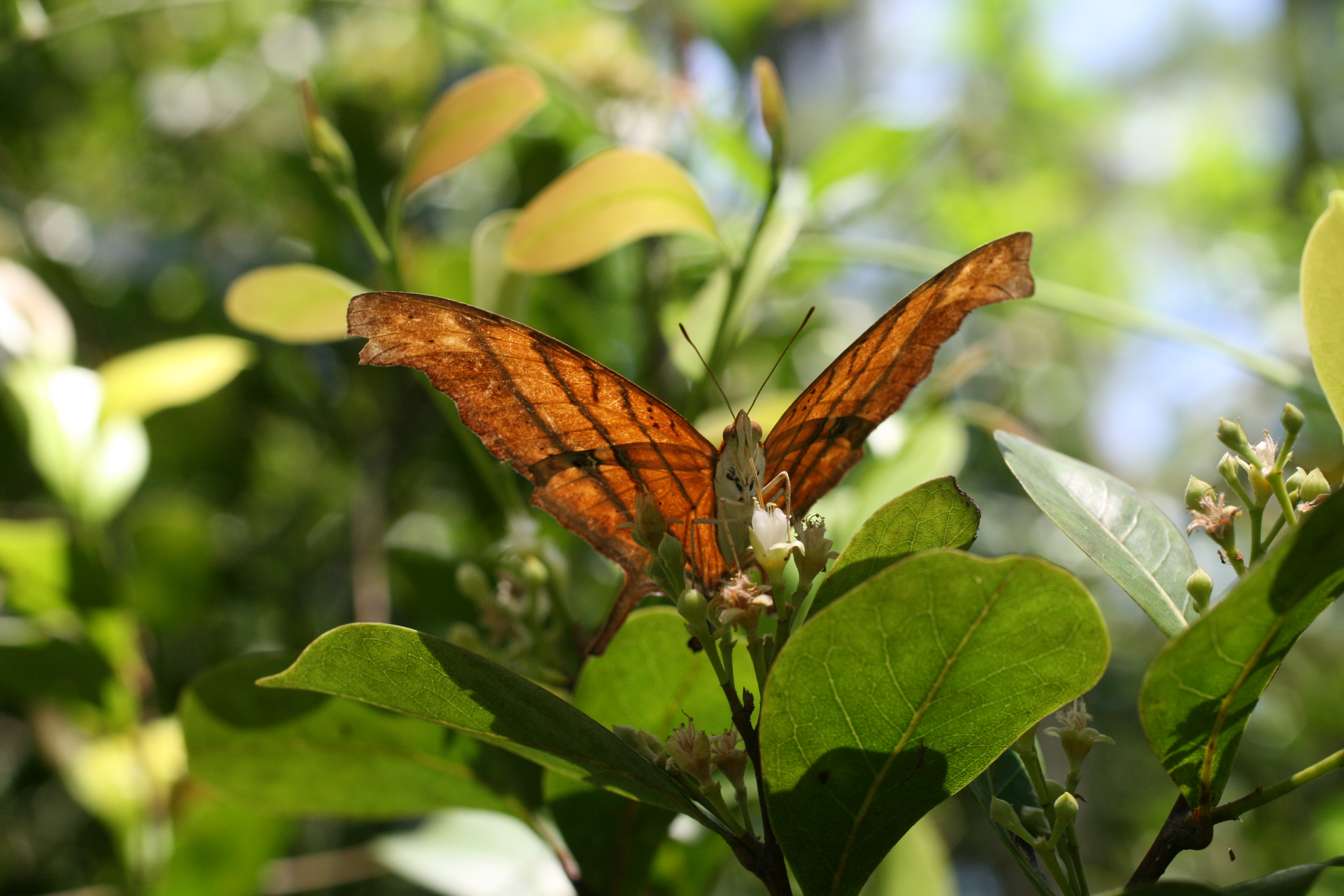 Ruddy daggerwing eating