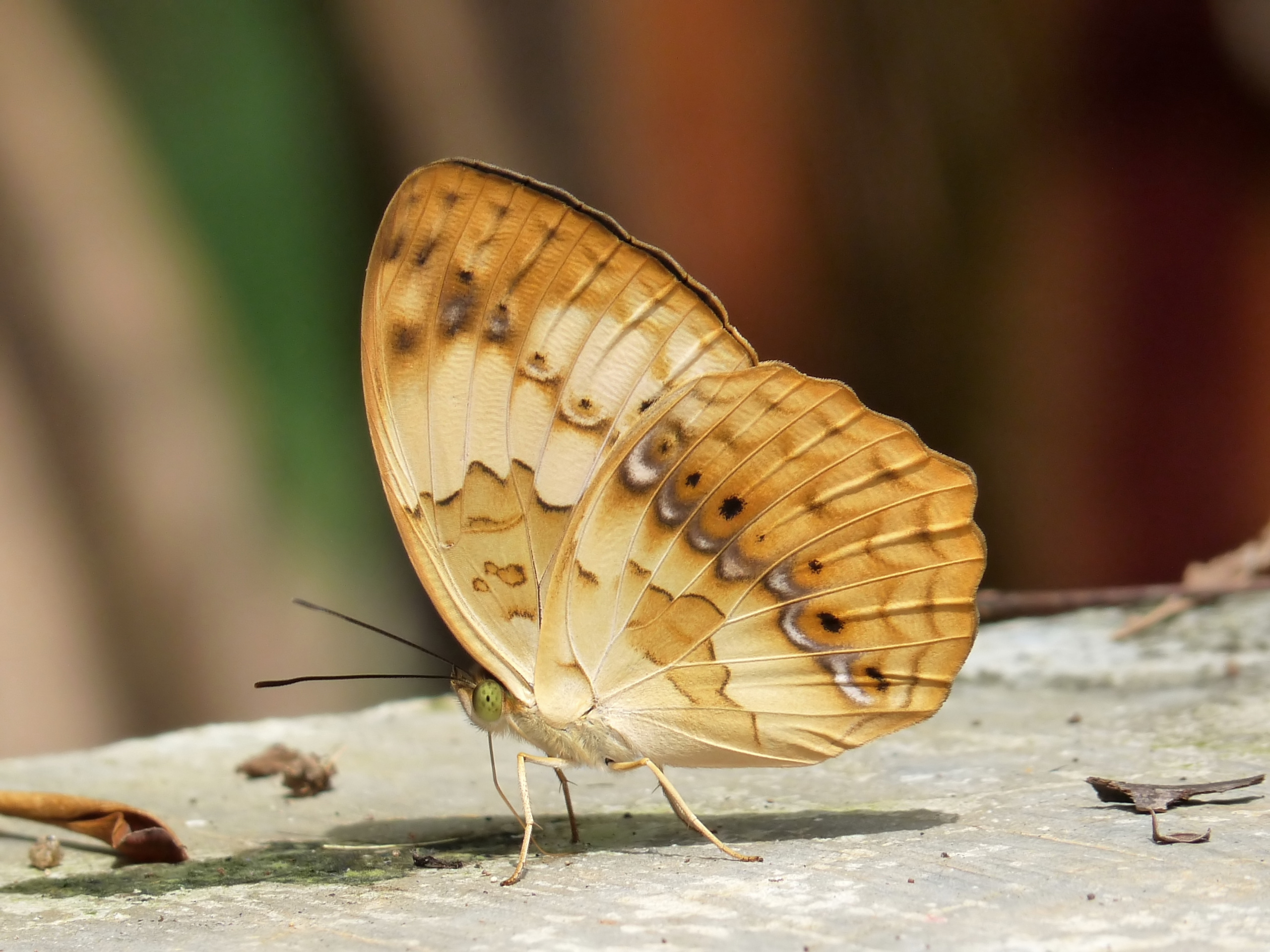 Rustic Cupha erymanthis by kadavoor