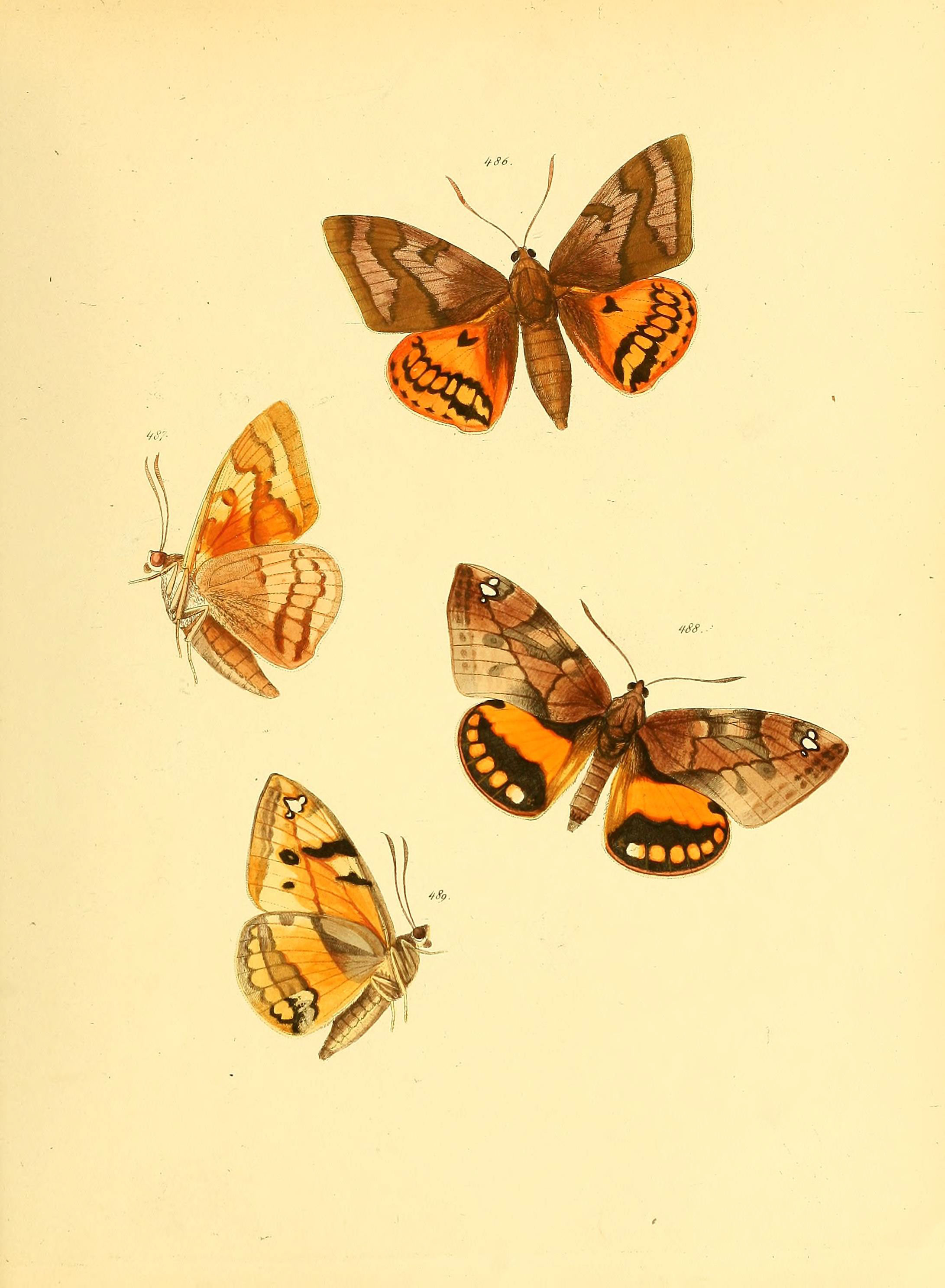 Sammlung neuer oder wenig bekannter aussereuropäischer Schmetterlinge (Plate 108) (6140463588)