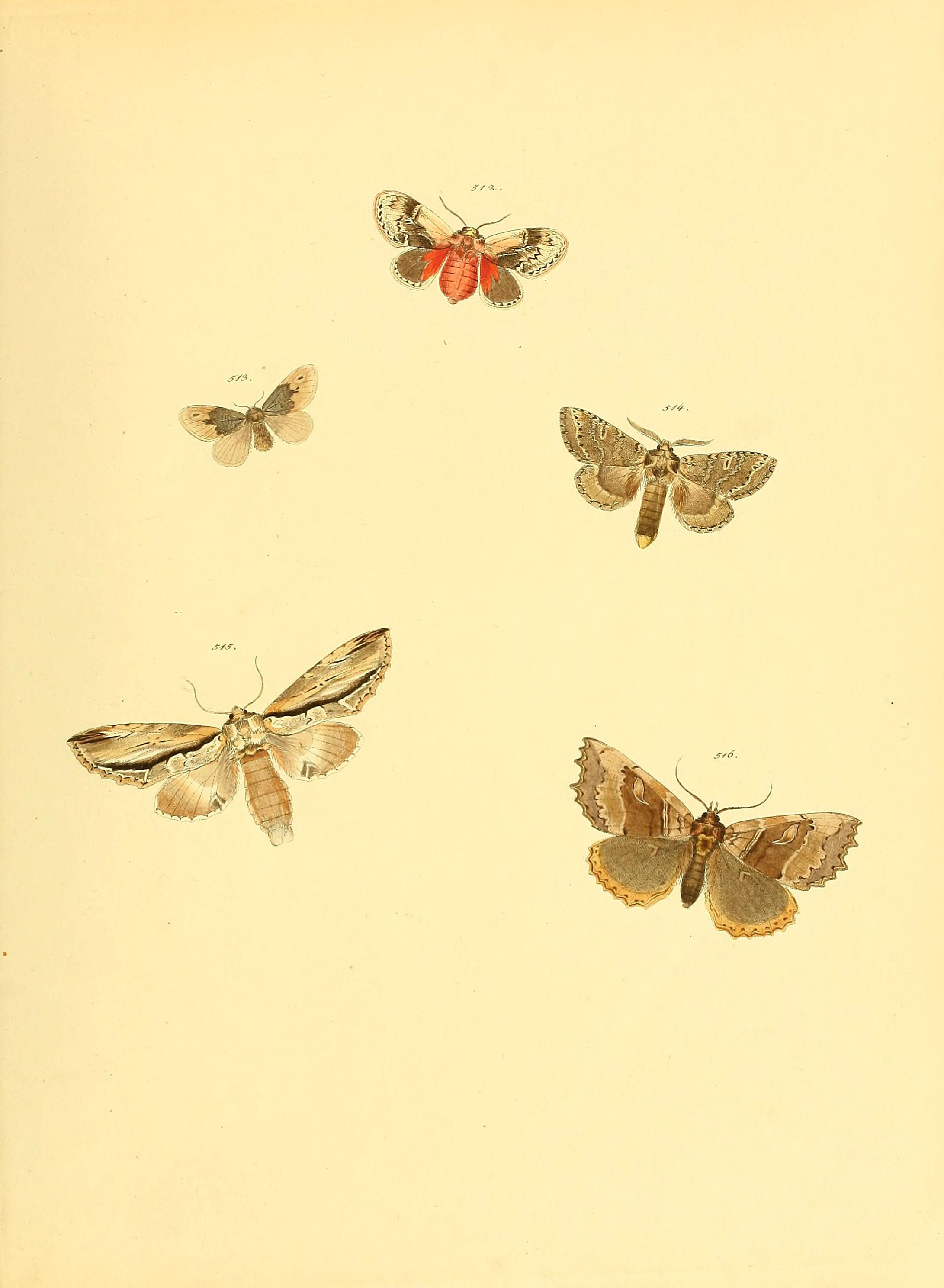 Sammlung neuer oder wenig bekannter aussereuropäischer Schmetterlinge (Plate 113) (6139913645)