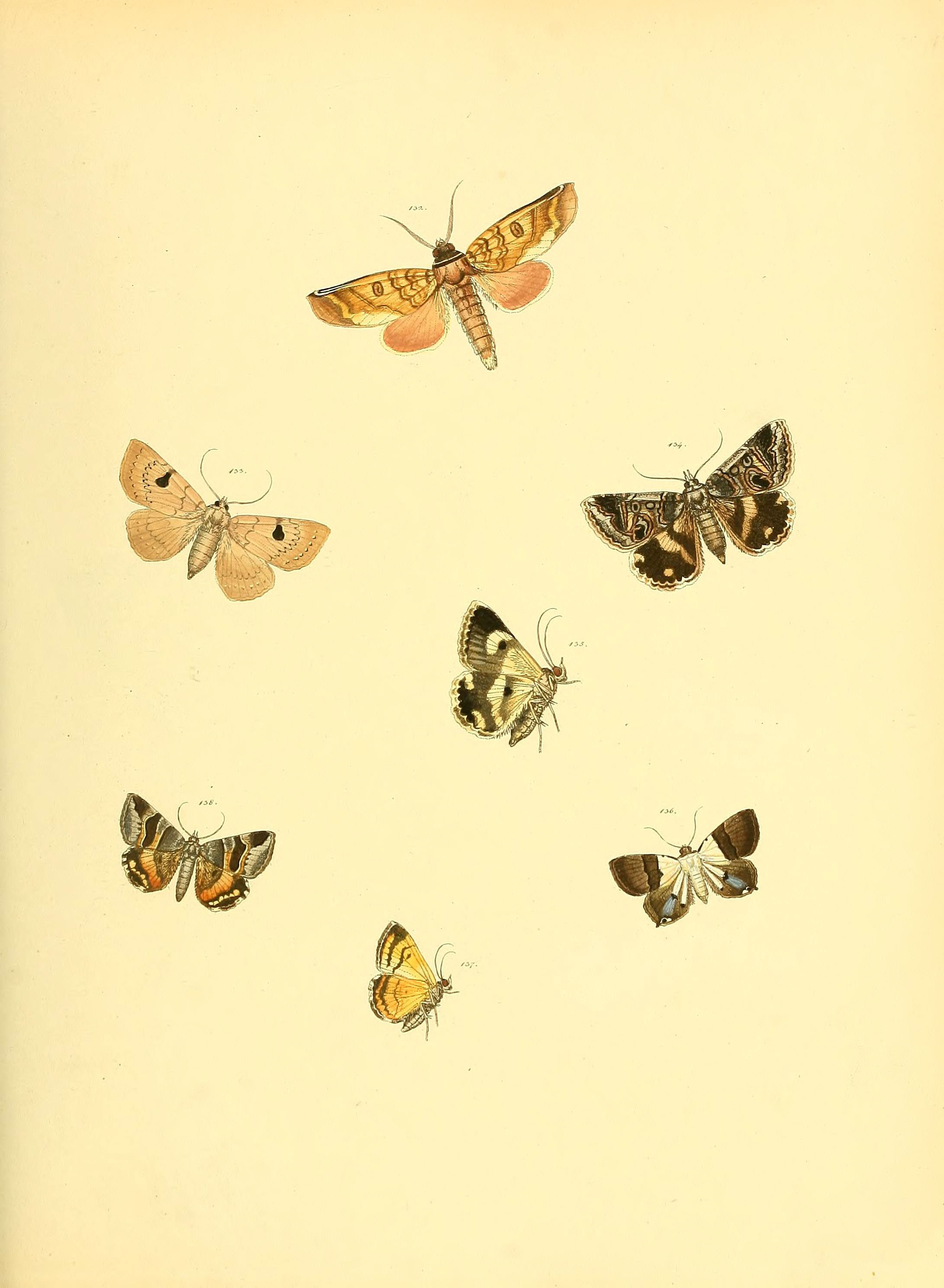 Sammlung neuer oder wenig bekannter aussereuropäischer Schmetterlinge (Plate 51) (6140435000)