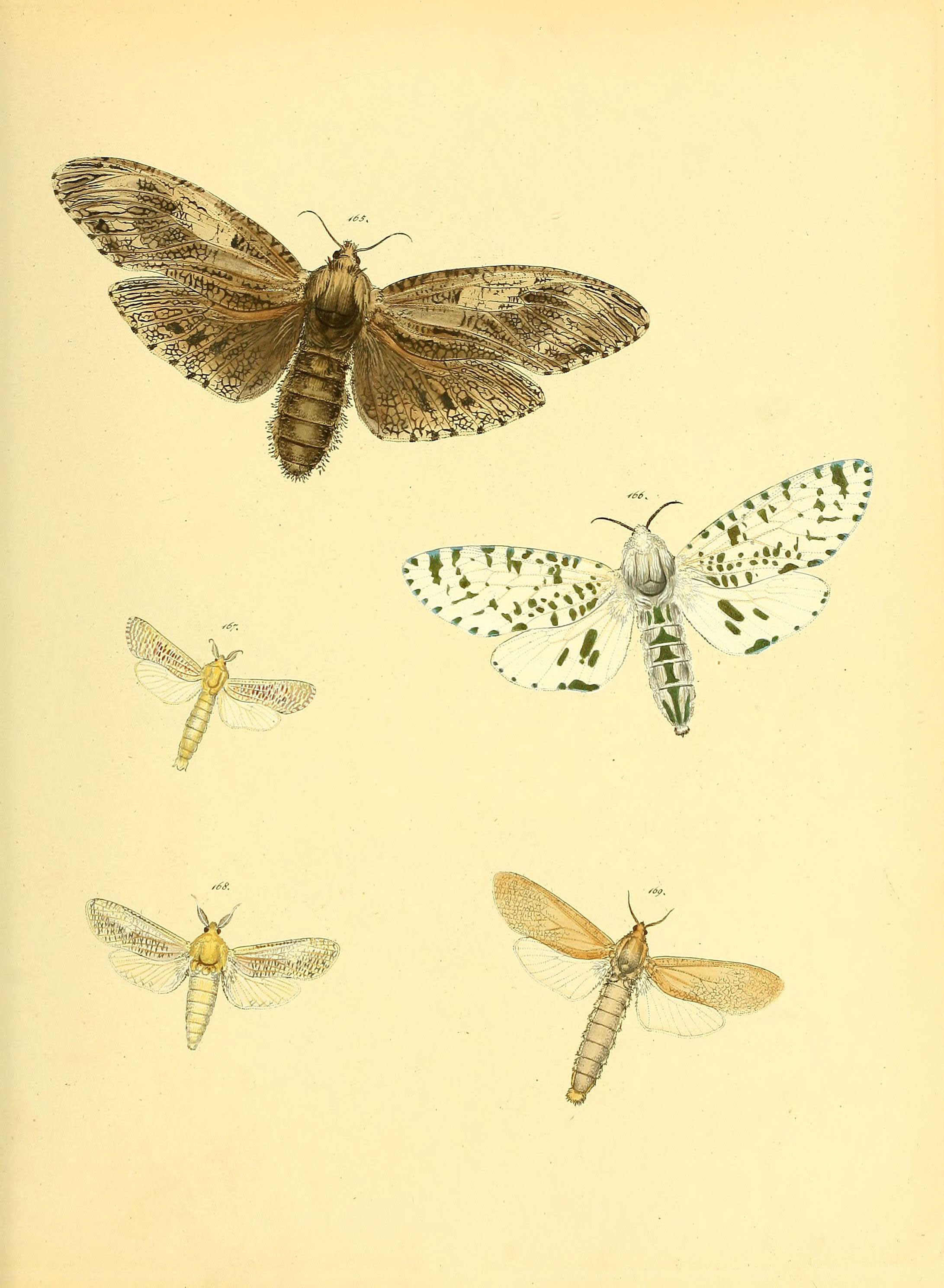 Sammlung neuer oder wenig bekannter aussereuropäischer Schmetterlinge (Plate 58) (6140437404)
