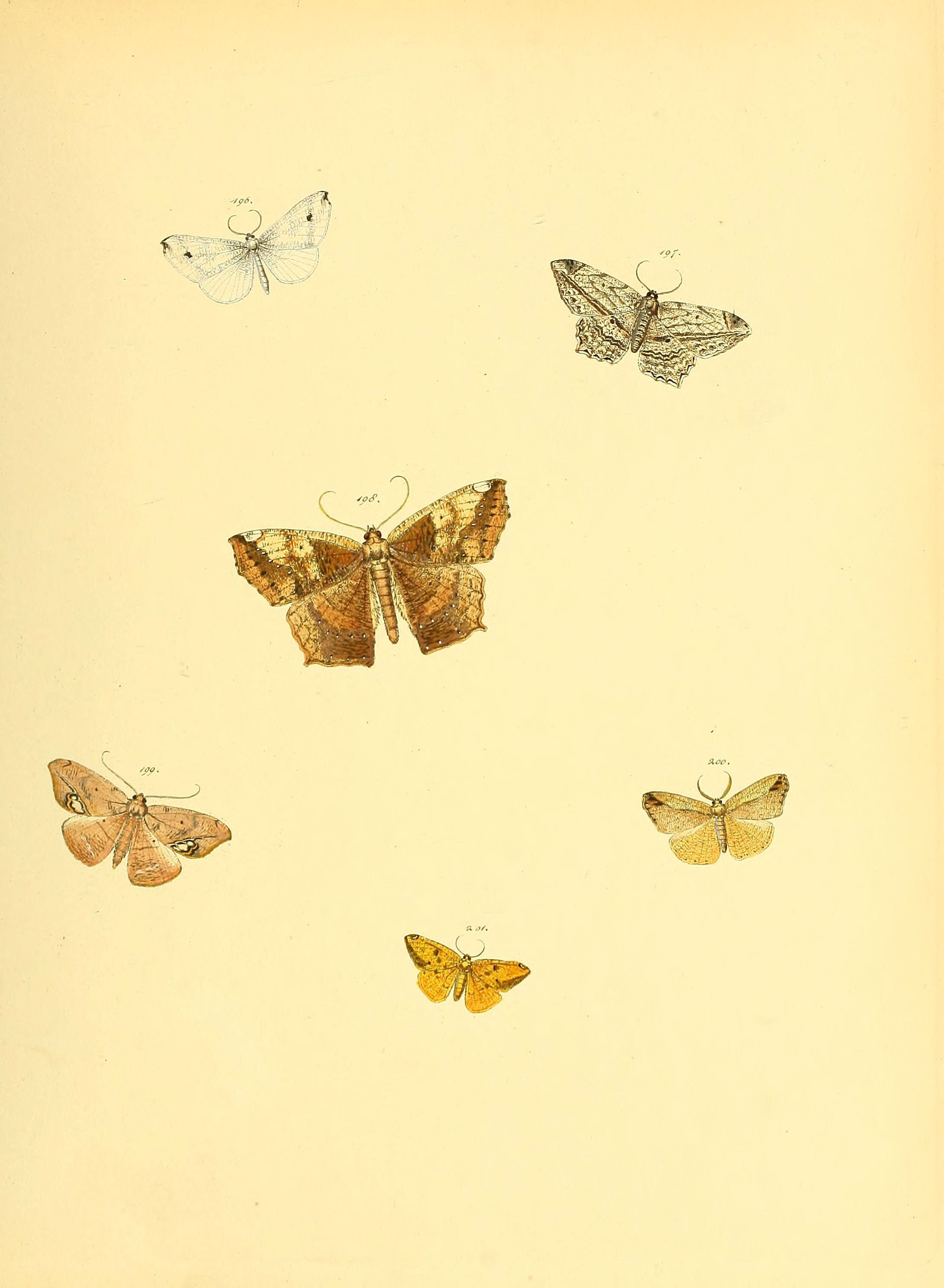 Sammlung neuer oder wenig bekannter aussereuropäischer Schmetterlinge (Plate 63) (6139887427)